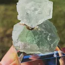 specimen video