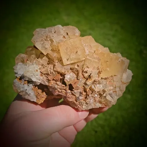 specimen video