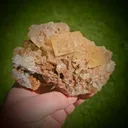 specimen video