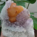 specimen video