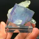 specimen video