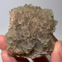 specimen video