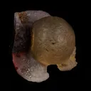 Fluorite ball on MM Quartz Natural Mineral Specimen - image 2