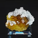 specimen video