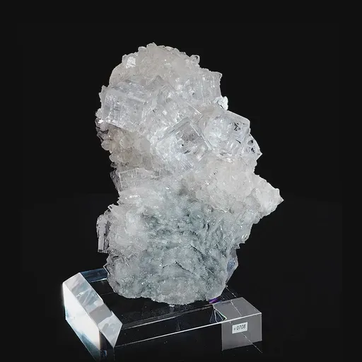 specimen video
