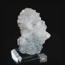 specimen video