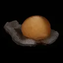 Fluorite Botryoidal on MM Quartz Natural Mineral Specimen - image 6