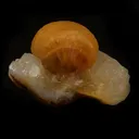 Fluorite Botryoidal On MM Quartz Natural Mineral Specimen - image 1