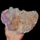 specimen video