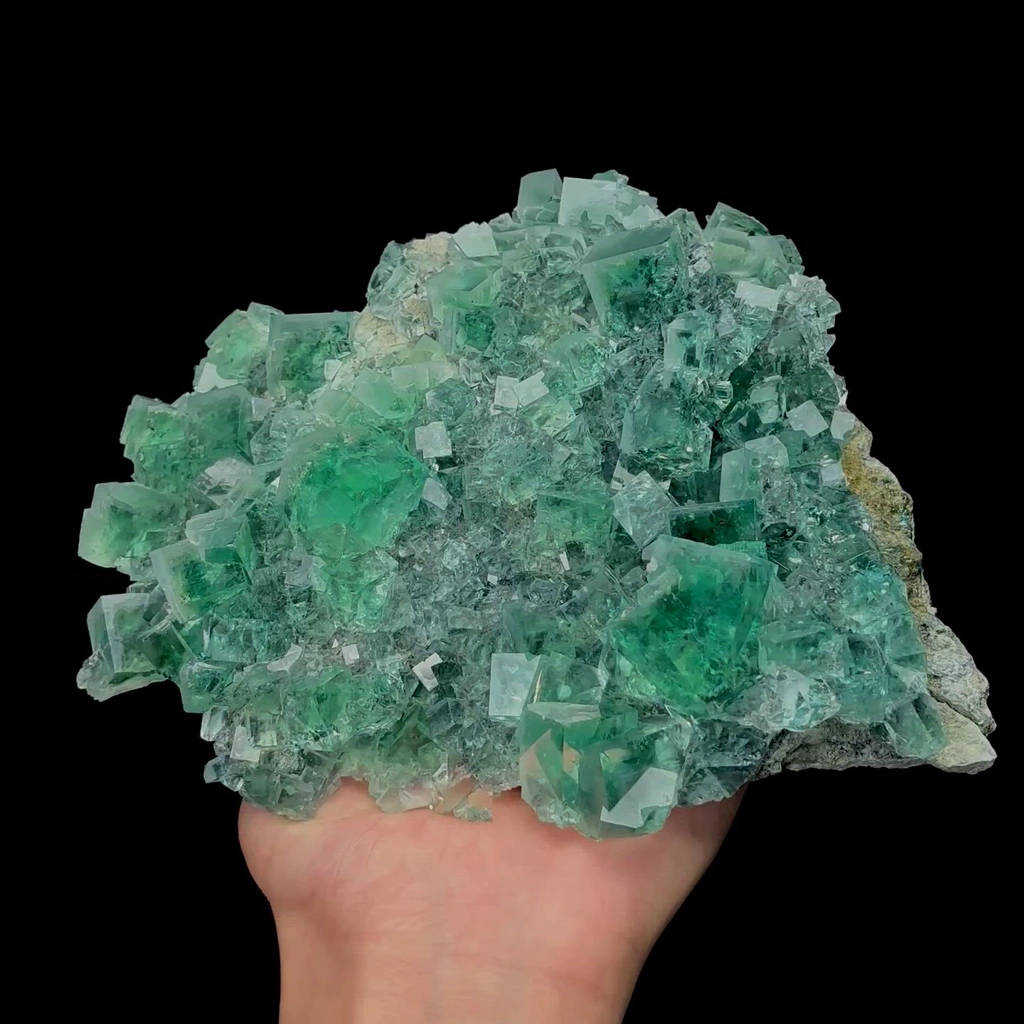 specimen video