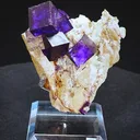 specimen video