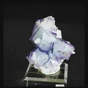 specimen video