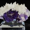 specimen video