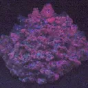 Fluorite, Calcite - image 2