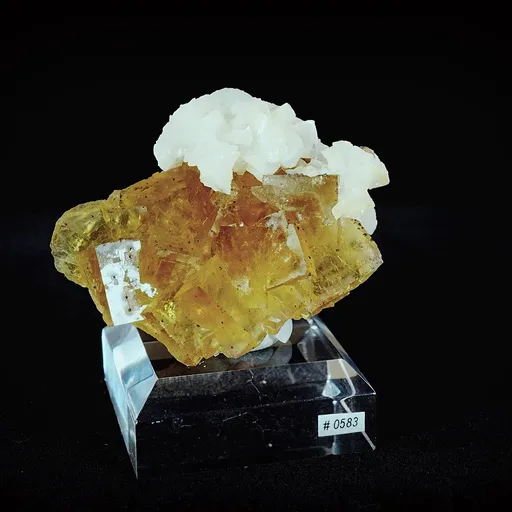 specimen video