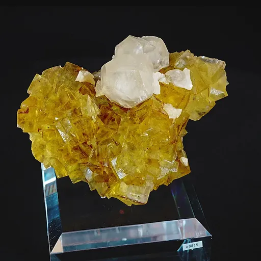 specimen video