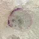 Fluorite - image 2
