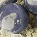 Fluorite - image 2