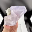 specimen video