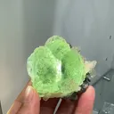 specimen video