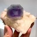 specimen video