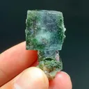 specimen video