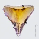 Fluorite from Denton Mine, Harris Creek Mining Sub-District, Hardin County, Illinois, USA - image 2
