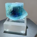 specimen video