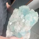 specimen video