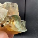 specimen video