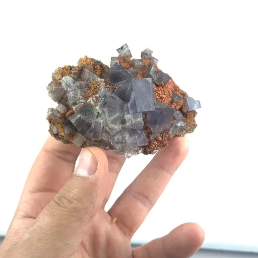 specimen video