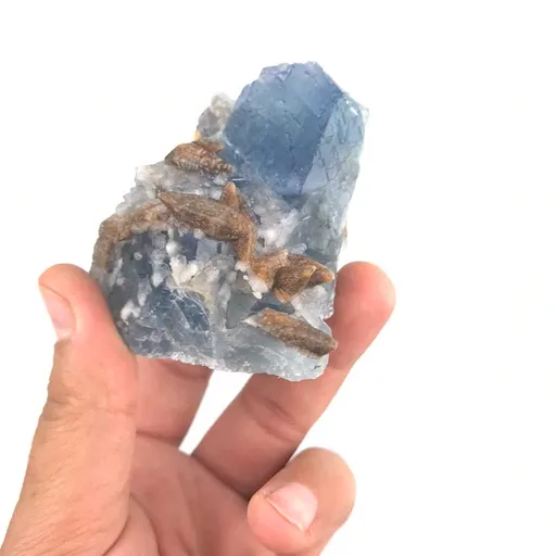 specimen video