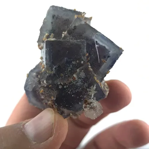 specimen video