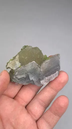 specimen video