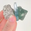 specimen video