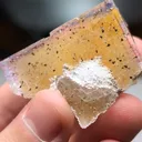 specimen video