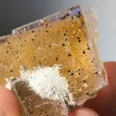 specimen video
