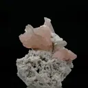 specimen video
