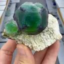 specimen video