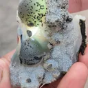 specimen video