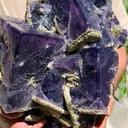 specimen video