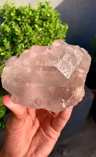specimen video