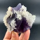 specimen video
