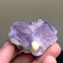 specimen video