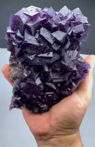 specimen video