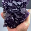 specimen video