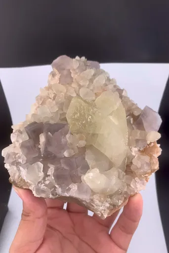 specimen video
