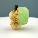 specimen video