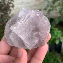 specimen video