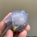 specimen video